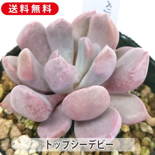 多肉植物 トップシーデビー グラプトベリア属 カット苗 多肉