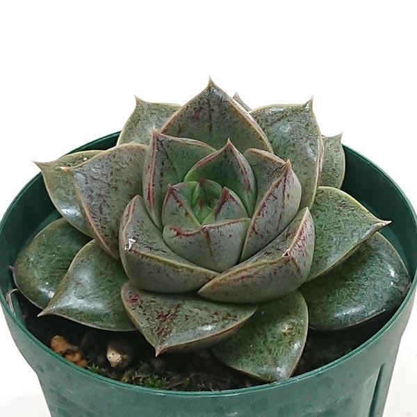 多肉植物 エケベリ属 大和錦 カット極小苗 画像より小さくなり 多肉植物 エケベリ属 大和錦 カット極小苗 画像より小さくなり