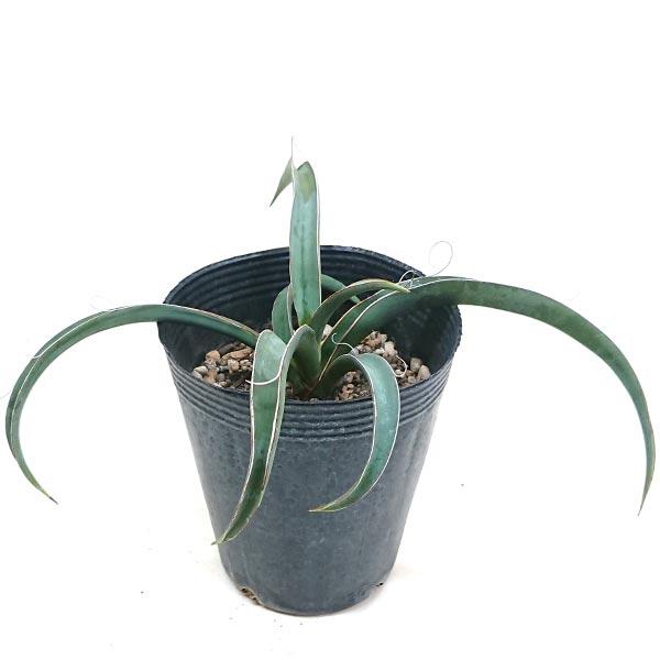 ユッカ バッカタ 4号 直径約12cm ポット苗 ドライガーデン 送料無料  