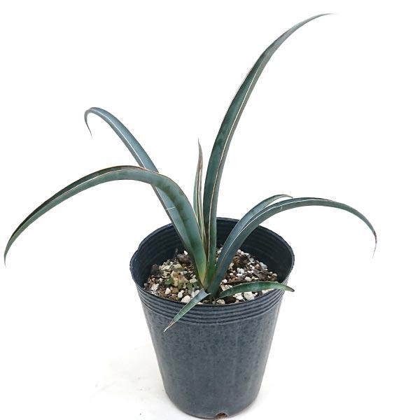 ユッカ シジゲラ 4号 直径約12cm ポット苗 ドライガーデン 送料無料