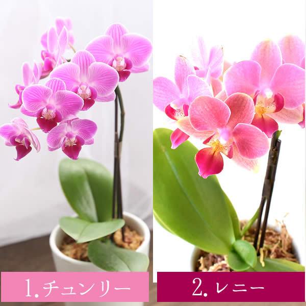 母の日 21 プレゼント ギフト 花 母の日 花鉢 プレゼント 花とスイーツ ギフトランキング 胡蝶蘭 鉢植え お菓子 50代 60代 70代 80代 Buyee Buyee Japanese Proxy Service Buy From Japan Bot Online