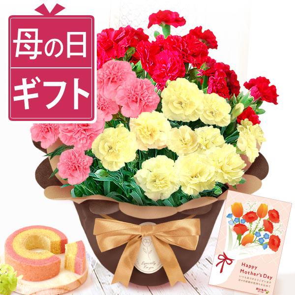 母の日 寄せ植え カーネーション 2026 鉢植え ギフト 花とスイーツ 