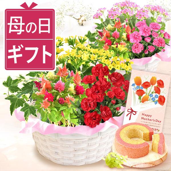 母の日 花 鉢植え 寄せ植え ギフト 花とスイーツ 2026 カーネーション