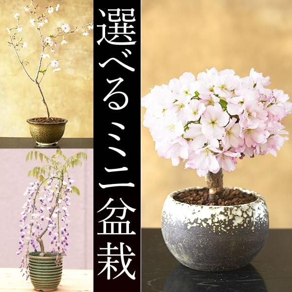 桜盆栽 桜 藤 選べる盆栽ギフト プレゼントに 旭山 十月桜 一才藤 産地直送 入学式 卒業式 歓迎会 送迎会 誕生日 長寿のお祝い Buyee Buyee Japanese Proxy Service Buy From Japan Bot Online