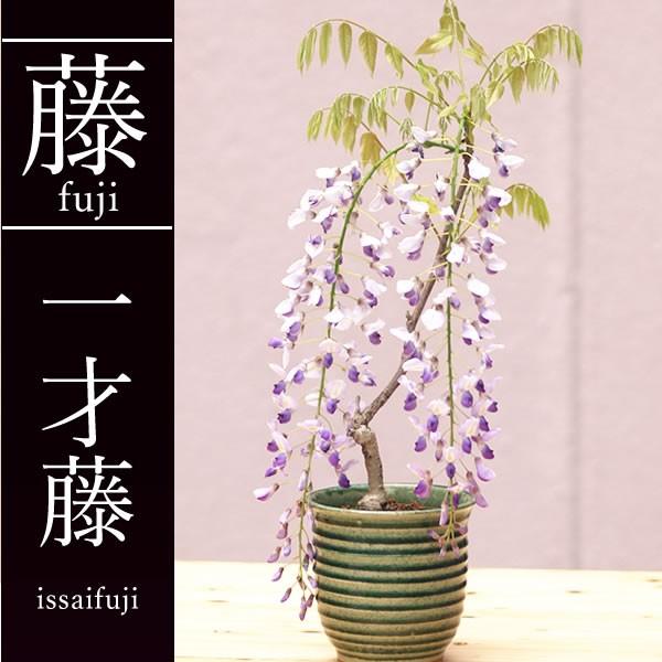 桜盆栽 桜 藤 選べる盆栽ギフト プレゼントに 旭山 十月桜 一才藤 産地直送 入学式 卒業式 歓迎会 送迎会 誕生日 長寿のお祝い Buyee Buyee 提供一站式最全面最专业现地yahoo Japan拍卖代bid代拍代购服务 Bot Online