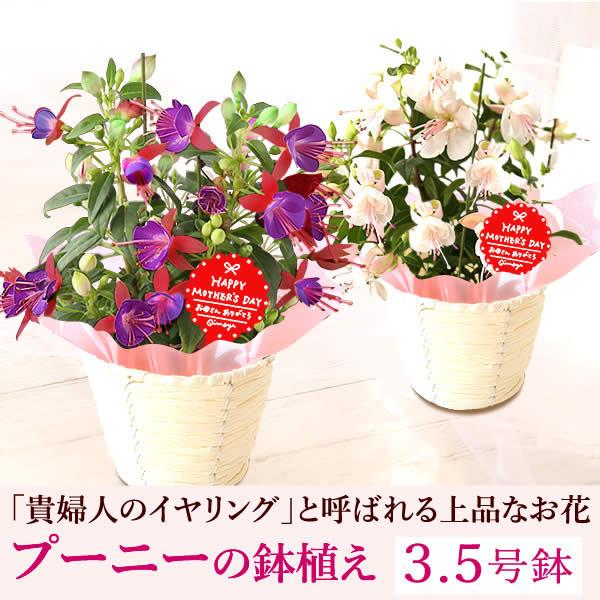 敬老の日プレゼント ギフト ランキング 花 スイーツ 限定ギフト 花鉢 花とスイーツ ギフトランキング 鉢植え お菓子 Buyee Buyee Japanese Proxy Service Buy From Japan Bot Online