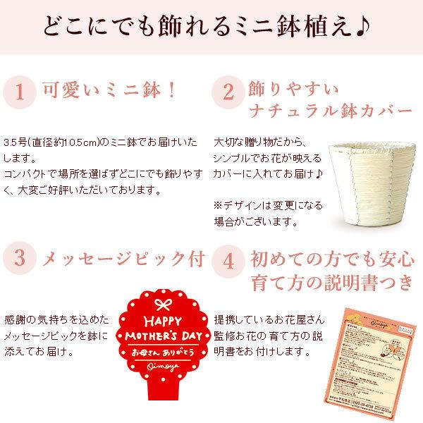 敬老の日プレゼント ギフト ランキング 花 スイーツ 限定ギフト 花鉢 花とスイーツ ギフトランキング 鉢植え お菓子 Buyee Buyee Japanese Proxy Service Buy From Japan Bot Online