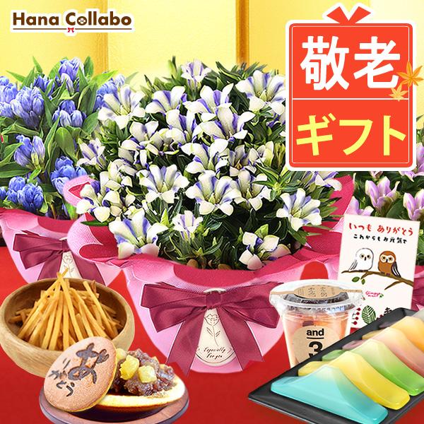 敬老の日 22 プレゼント ギフト 花 鉢植え 珍しい 花とスイーツ 桜 りんどう ベコニア お菓子 60代 70代 80代 Flower Hset プレゼント ギフト 花コラボ 通販 Yahoo ショッピング