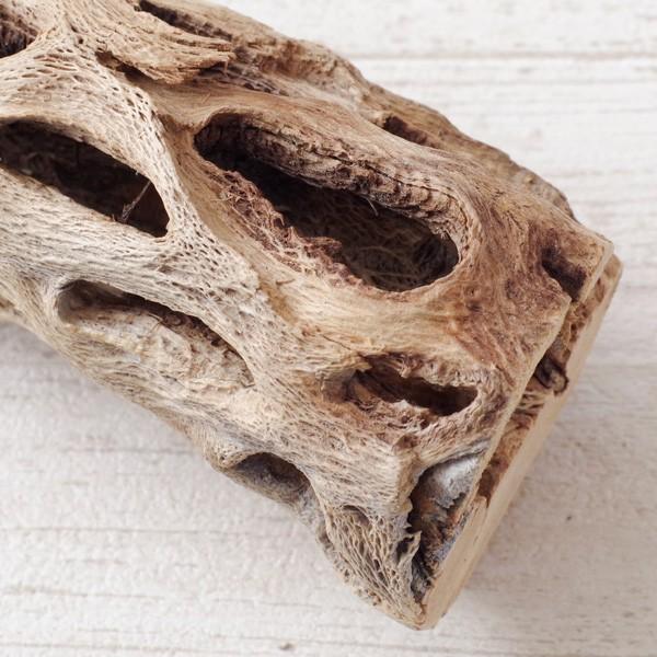 インテリア 木材 オブジェ プランツベース アレンジ資材 サボテンの骨 Sサイズ 約15cm Buyee Buyee 日本の通販商品 オークションの代理入札 代理購入