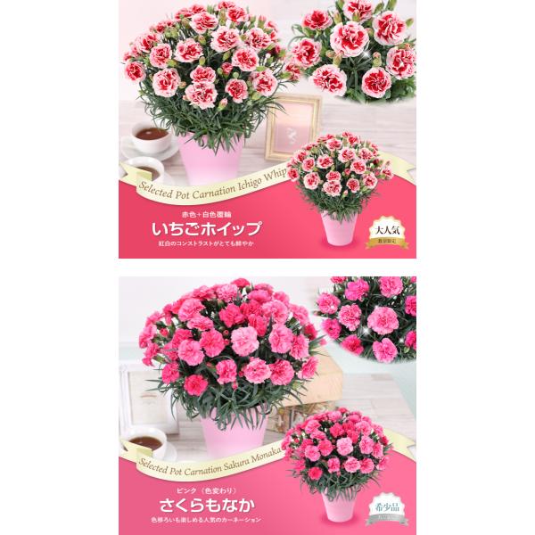 母の日ギフト 花 カーネーション 送料無料 日付指定 Buyee Buyee 提供一站式最全面最專業現地yahoo Japan拍賣代bid代拍代購服務 Bot Online