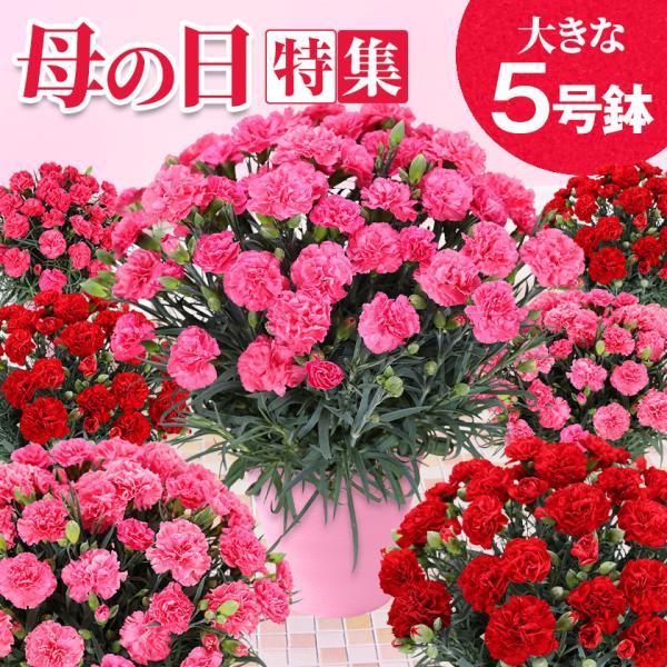 カーネーション　プレゼントに　高級感あり 楽天市場】生花 フラワーボックス 花 アレンジメント オシャレ