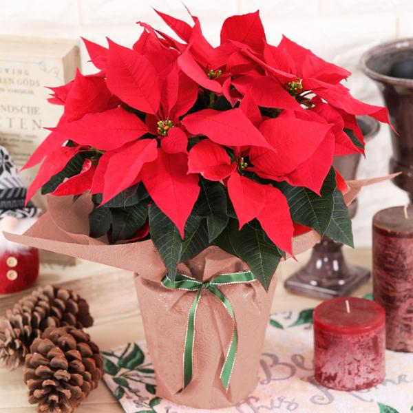 ポインセチア 鉢花 ラッピング付き 5号 クリスマスギフト Poinsettia001 花束とアレンジの専門店 花むすび 通販 Yahoo ショッピング