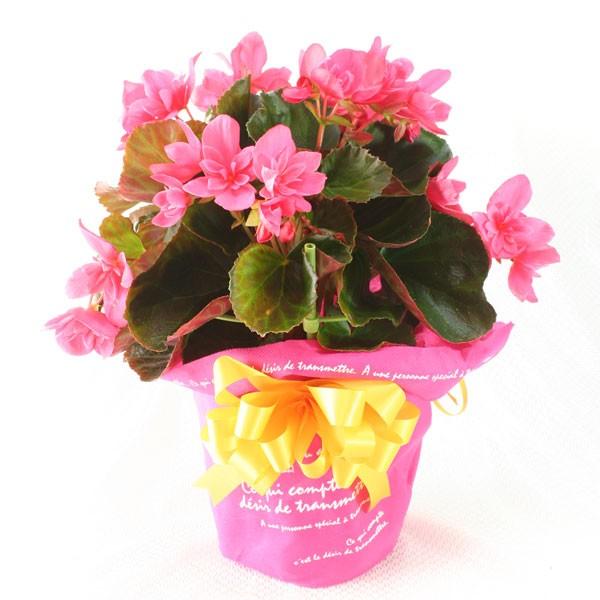 八重変り咲きリーガースベゴニア セベカ 5号鉢 ピンク 幸福な日々 の花言葉 誕生日 結婚祝 出産祝 母の日ギフトに 送料無料 Begonia Yae2 P R はな丸 通販 Yahoo ショッピング
