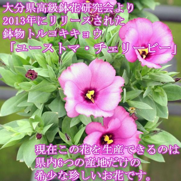 ユーストマチェリービー 鉢物 トルコキキョウ 4号2鉢バスケット 母の日用 5月1日 お届け 誕生日 結婚祝 出産祝 母の日ギフトに Buyee Buyee Japanese Proxy Service Buy From Japan Bot Online