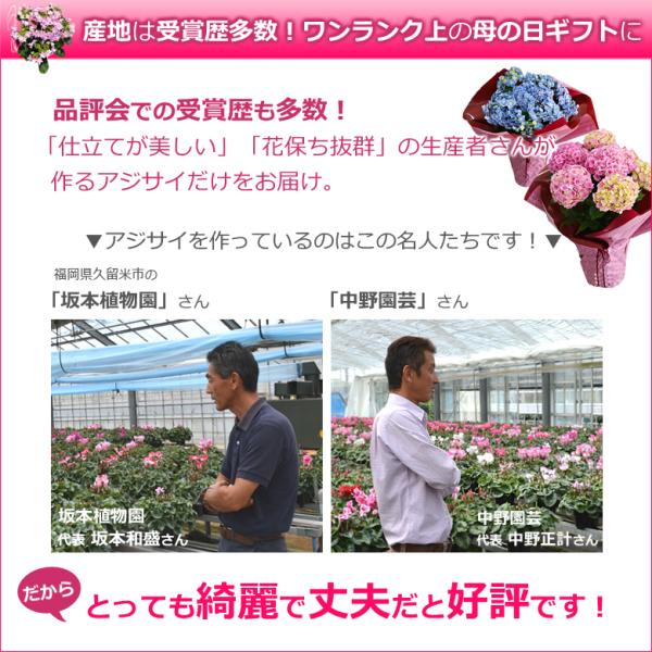 母の日 プレゼント アジサイ 6号鉢 あじさい 花 珍しい 希少 紫陽花 鉢植え ギフト ダンスパーティ 筑紫ルビー ひな祭り Buyee Buyee Japanese Proxy Service Buy From Japan Bot Online