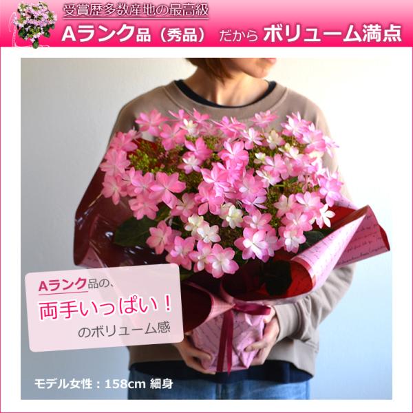 母の日 プレゼント アジサイ 鉢植え 花 5号鉢 あじさい 紫陽花 珍しい 希少 ギフトダンスパーティ 筑紫ルビー コットンキャンディ Buyee Buyee 提供一站式最全面最專業現地yahoo Japan拍賣代bid代拍代購服務 Bot Online