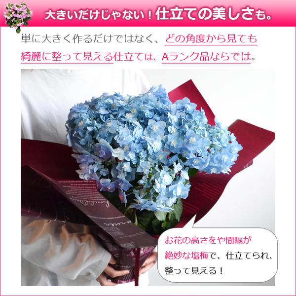 母の日 プレゼント アジサイ 鉢植え 花 5号鉢 あじさい 紫陽花 珍しい 希少 ギフトダンスパーティ 筑紫ルビー コットンキャンディ Buyee Buyee Japanese Proxy Service Buy From Japan Bot Online