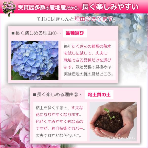 母の日 プレゼント アジサイ 鉢植え 花 5号鉢 あじさい 紫陽花 珍しい 希少 ギフトダンスパーティ 筑紫ルビー コットンキャンディ Buyee Buyee 提供一站式最全面最專業現地yahoo Japan拍賣代bid代拍代購服務 Bot Online