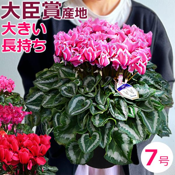 ■大株シクラメンの特徴━━━━━━━━━━━━━━━━━━━大臣賞受賞歴もある福岡県の坂本植物園さんより最上級品のみを入荷しお届けします。最高級品ならではの、・株の大きさ・抜群の花保ち・色の美しさが  好評です。（詳しくはこの↓の写真説明を...