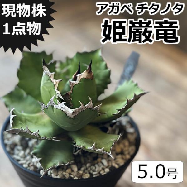 アガベ チタノタ 姫厳竜 姫巌竜 5号鉢 ヒメゲンリュウ 個体販売