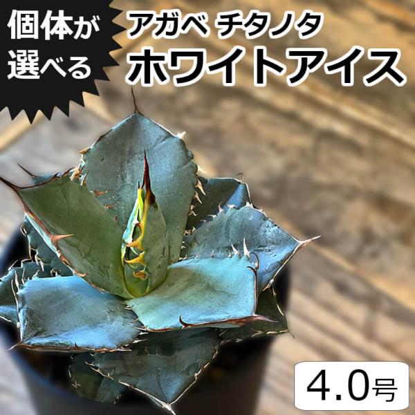 アガベ チタノタ ホワイトアイス 4号鉢 個体販売 選べる 観葉