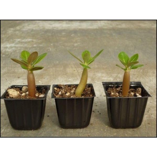 アデニウム オベッスム ホーランド の種 10粒 A602 花ジッポー 通販 Yahoo ショッピング