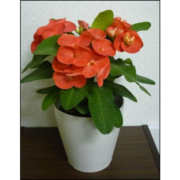 ハナキリン 花キリン 八福神 Buyee Buyee 日本の通販商品 オークションの代理入札 代理購入