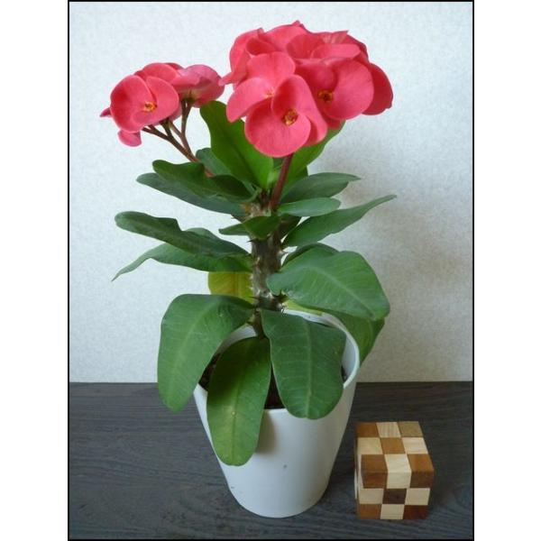 ハナキリン 花キリン 八福神 Buyee Buyee 日本の通販商品 オークションの代理入札 代理購入