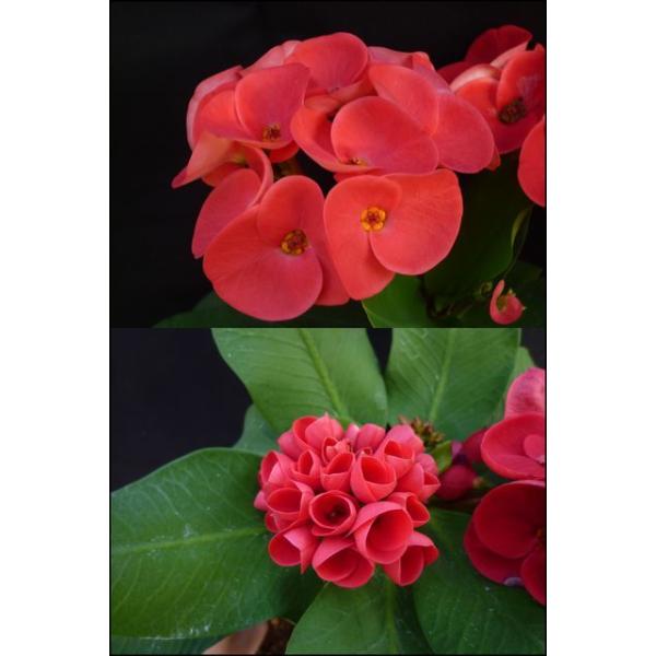 ハナキリン 花キリン 八福神 Buyee 日本代购平台 产品购物网站大全 Buyee一站式代购 Bot Online