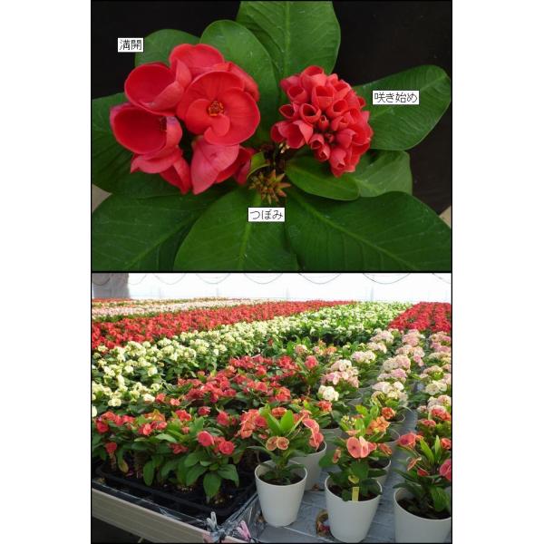 お試し価格 花キリン石化 希少 植物 観葉植物 Prosthetic1 Com