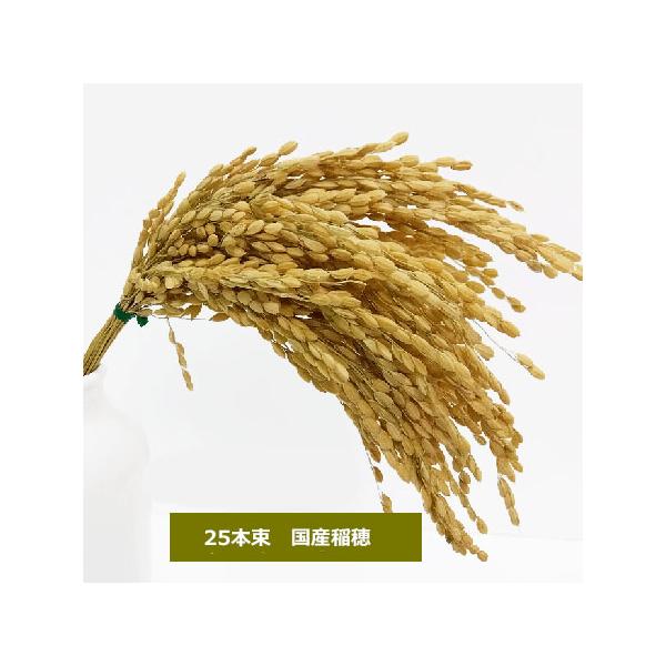日本産のドライの稲穂の製品です。お正月の素材アイテムとお祭り用アイテムしていかがでしょうか１束に約２５本の稲穂を束ねています。全長:約32cm 重さ：約50g 素材：稲