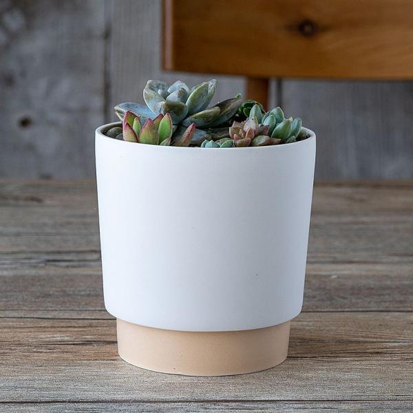 ground OEh v^[ M 11.6cm x[W 3.5|bgp WRq}c Z SDGs Đygp