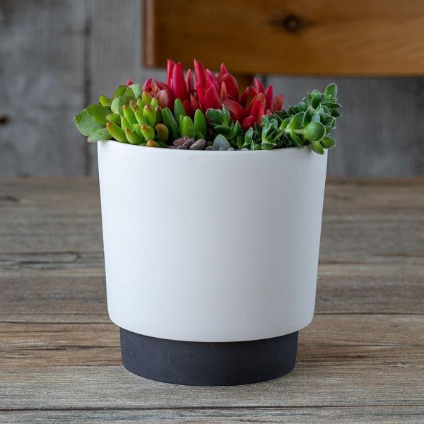 ground OEh v^[ M 11.6cm ubN 3.5|bgp WRq}c Z SDGs Đygp