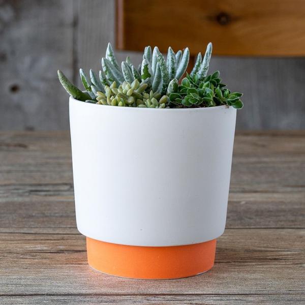 ground OEh v^[ M 11.6cm IW 3.5|bgp WRq}c Z SDGs Đygp