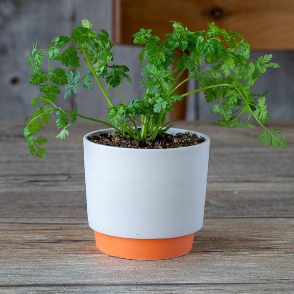 ground OEh v^[ S 9.5cm IW 2.5|bgp WRq}c Z SDGs Đygp