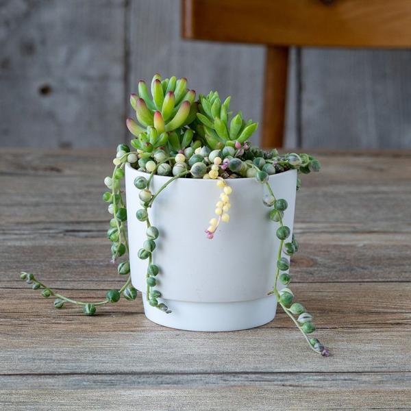 ground OEh v^[ S 9.5cm zCg 2.5|bgp WRq}c Z SDGs Đygp