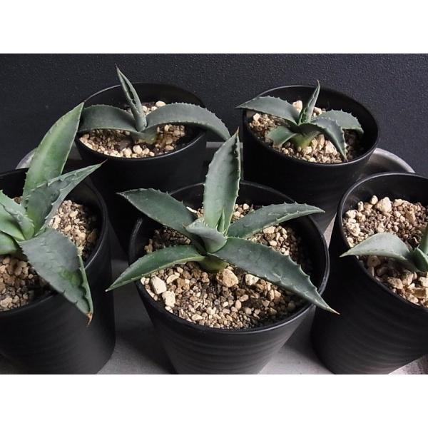 多肉植物 アガベ パリー 吉祥天 子株 : hanabisou - 通販 多肉植物 アガベ パリー 吉祥天 子株 : hanabisou - 通販
