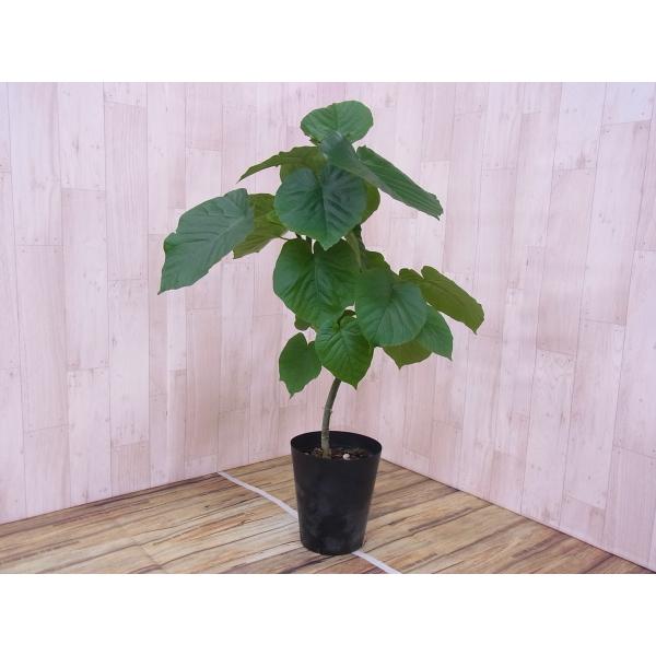 フィカス　ウンベラータ　曲がり仕立て　陶器鉢　植え込み発送 園芸ネット本店｜フィカス・ウンベラータ曲がり 6号鉢植え の通販【公式】