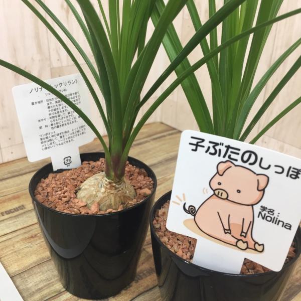 観葉植物 トックリラン ノリナ ポニーテール 子ぶたのしっぽ 小さ目サイズ Buyee Buyee 日本の通販商品 オークションの代理入札 代理購入
