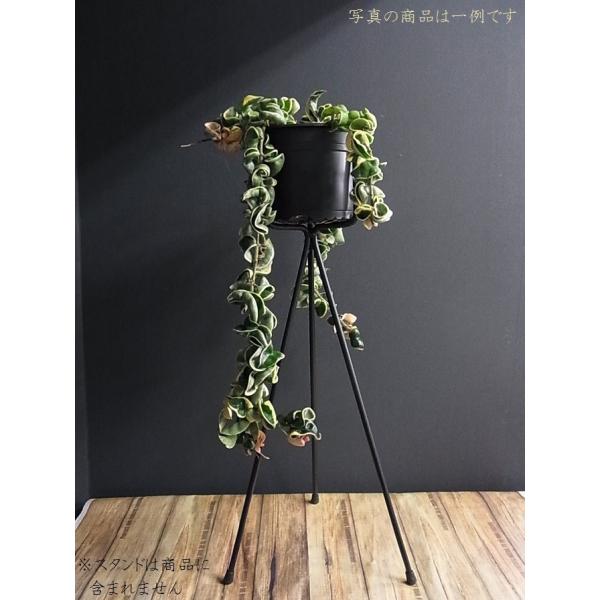 観葉植物 ホヤ カルノーサ コンパクタ バリエガータ 斑入り 観葉植物 ハンギングタイプ Buyee Buyee Japanese Proxy Service Buy From Japan Bot Online