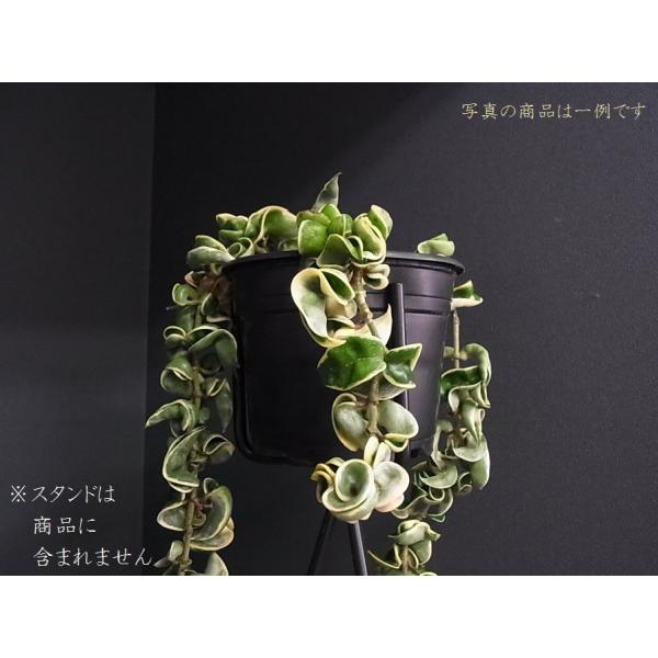 観葉植物 ホヤ カルノーサ コンパクタ バリエガータ 斑入り 観葉植物 ハンギングタイプ Buyee 日本代购平台 产品购物网站大全 Buyee一站式代购 Bot Online