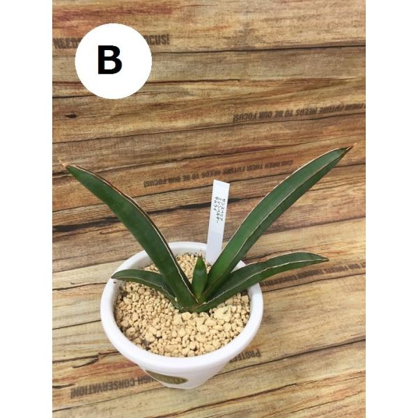 観葉植物 サンスベリアサムライ サンセベリアサムライ Buyee Servis Zakupok Tretim Licom Buyee Pokupajte Iz Yaponii