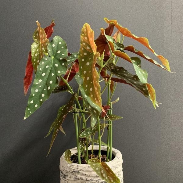 観葉植物 ベゴニアマクラータ ベゴニア マクラータ Kan Hanabisou 通販 Yahoo ショッピング