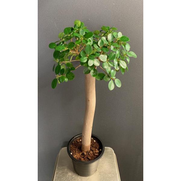 hanabisou_kan-0000000018