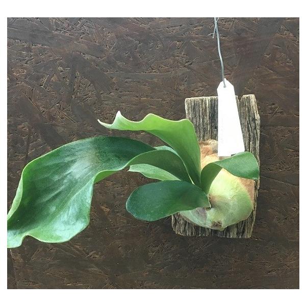 ビカクシダ 交配種 ヒリー パナマ x ビフルカツム 大株 コウモリラン