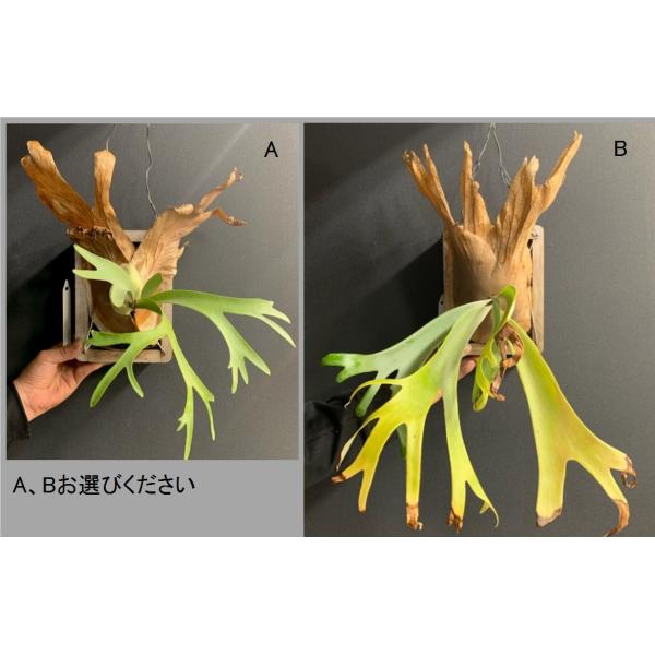 コウモリラン ビカクシダ ウィリンキー 木枠 Buyee Buyee 日本の通販商品 オークションの代理入札 代理購入