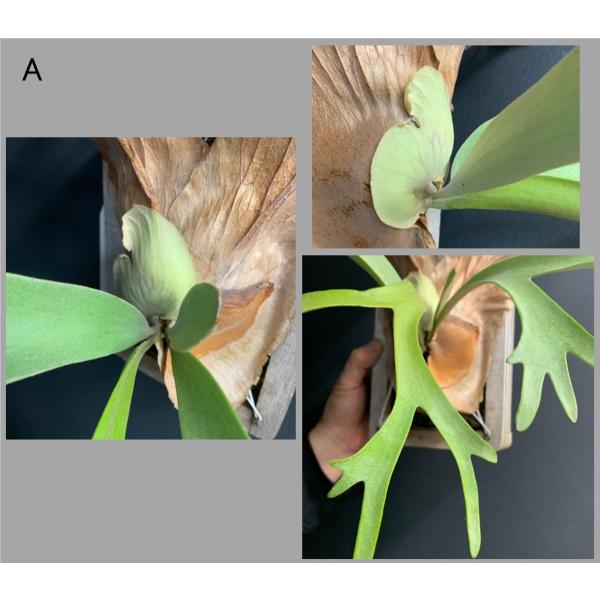 コウモリラン ビカクシダ ウィリンキー 木枠 Buyee Buyee 日本の通販商品 オークションの代理入札 代理購入