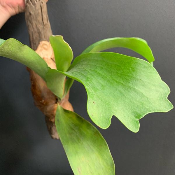 コウモリラン ビカクシダ ヒリー 流木着生 Buyee Buyee Japanese Proxy Service Buy From Japan Bot Online