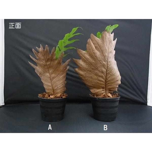 観葉植物 ドリナリア クエルシフォリア シダ植物 Buyee Buyee Japanese Proxy Service Buy From Japan Bot Online