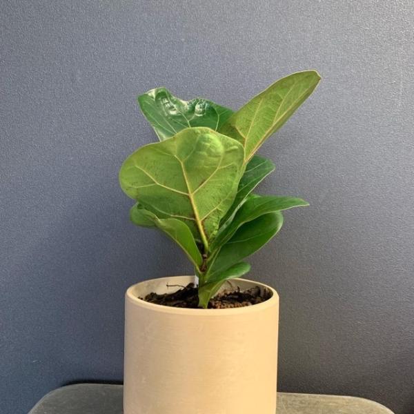 観葉植物 ゴムの木 フィカス リラータバンビーノ 観葉植物 ゴムの木 フィカス リラータバンビーノ